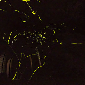 A swarm of fireflies at night taken in long exposure to create a blurred, yellow lined effect in the background of a dark sky© Julajp / Flickr