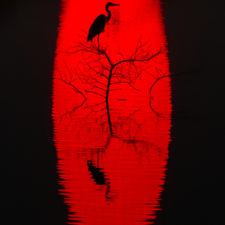 A heron sits on a tree located in the wadi hanifah during Noor Riyadh 2024. The red glowing egg background is the egg shaped installation OVOID (2024) by Spy