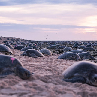 In this undated photo, green turtles nest on at the world’s largest green turtle rookery on Raine Island, a remote vegetated coral cay situated 620 kilometers (385 miles) northwest of Cairns, Australia. (Great Barrier Reef Foundation via AFP)