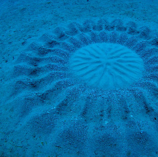 The white-spotted pufferfish (Torquigener albomaculosus) is known for its unique and complex courtship display. Males create large geometric circles in the sand to attract females for copulation.