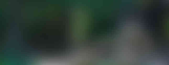 abstract forest art installation made by stuart ian frost of cut up tree in northern italy