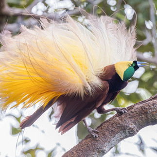 A bird with a curved beak leans forward while perching on a branch. Its fluffy flank feathers are raised high, giving the bird the appearance of carrying a puff of tulle on its back. 