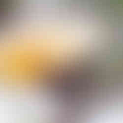 A bird with a curved beak leans forward while perching on a branch. Its fluffy flank feathers are raised high, giving the bird the appearance of carrying a puff of tulle on its back. 