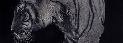 etched leather artwork depicting a lion walking from the side, left foot forward and head tilting towards the left of image.