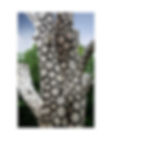 A public artwork commissioned by Artelier's public art firm, with biomorphic designs embedded into a tree sculpture in a public landscape park.