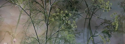 orange, blue and green artwork depicting flowers against a hazy dewy setting in blue hues.