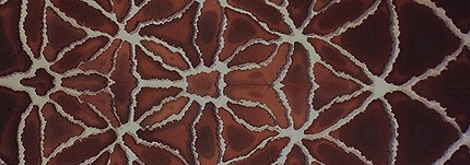 Entomology-VI_edited_edited_edited_edite