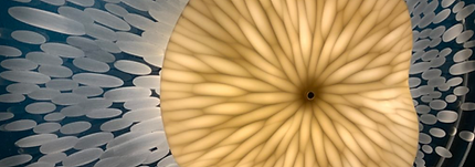 light artwork made from ceramics, at the centre lies a gold yellow cell-like sculpture circle, with light filtering through